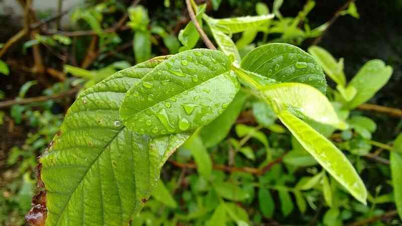 Health Benefits of Guava Leaves