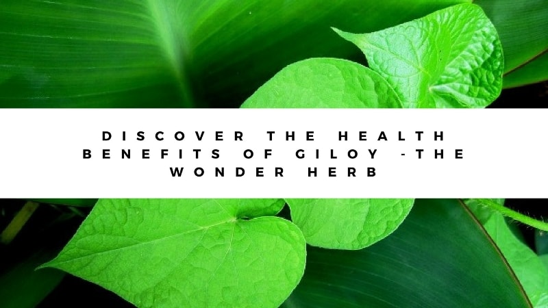 Major Benefits Of Giloy