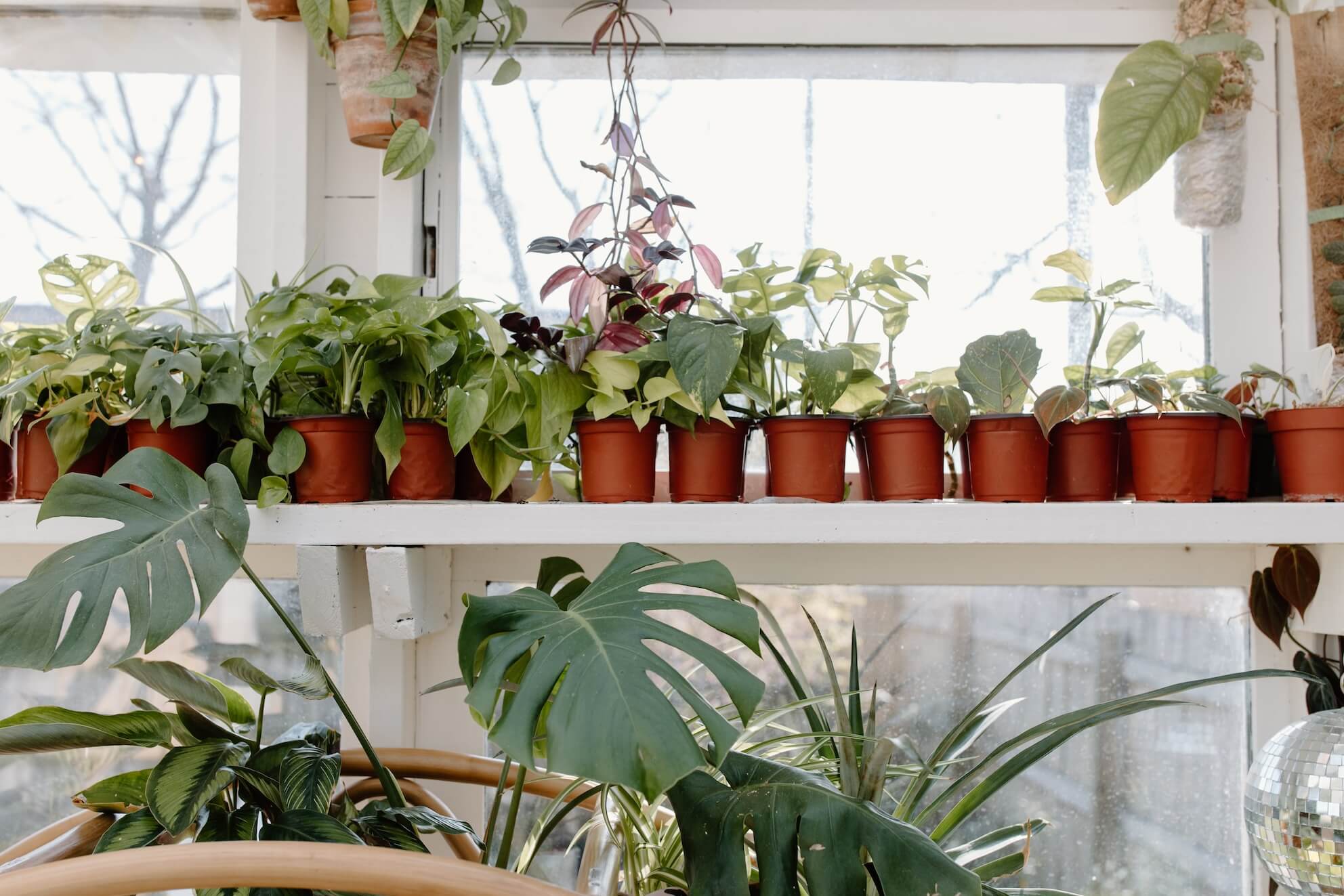 Air purifying indoor plants